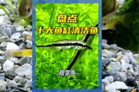 盘点鱼缸十大清洁鱼 #观赏鱼 #水族视频封面