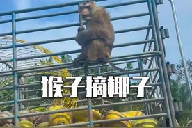 猴子摘椰子，手脚并用的样子太可爱了 #涨知识 #猴子摘椰子 #人与动物和谐共处视频封面