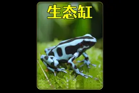 耗时100天，打造一个箭毒蛙生态缸，太有趣太好玩 #爬宠视频封面
