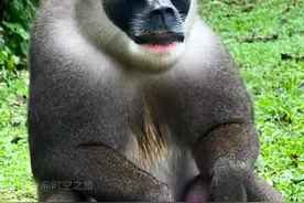 先秦古籍中的那货真是山魈吗 #野生动物 #动物世界视频封面