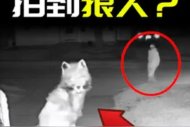 监控拍到“狐狸成精”？是真的吗？ #奇闻奇事 #未知生物视频封面