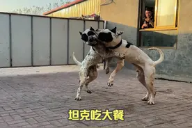 坦克连打两场胜仗性格雄起，主人奖励10斤羊肉大餐，吃起来真得胃视频封面