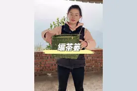 编茶篓 最近开始采茶了，今年我姐姐也帮忙采茶了，所以差一个茶蒌，今天抽空赶紧编一个。#农村手艺人 #记录真实生活 #乡村守护人 #新农人计划2025 #100个关于她的故事视频封面
