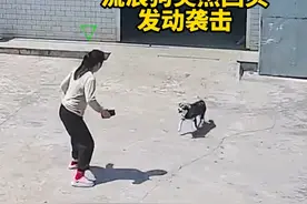 3月25日（采访）湖南，流浪狗闯入居民家中，女主人为保护家中小狗，赤手空拳与流浪狗对峙 被袭击咬伤，目前已接种疫苗 报警处理#流浪狗 #惊险一幕 #监控下的一幕 素材来源@城市摆渡人视频封面