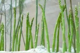 教你在家种芦笋，种1次最少能够采收15年，方法简单又高产！视频封面