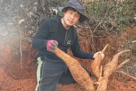 挑战一天挖200斤葛根，结果挖出两条蛇 视频封面