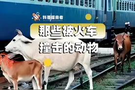 那些被火车撞击的动物 #热点新闻事件 #热点话题 #科普 #搞笑视频封面
