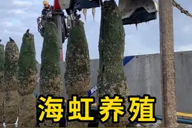 海边的木桩，用来养殖海虹！ #海虹 #科普 #涨知识视频封面