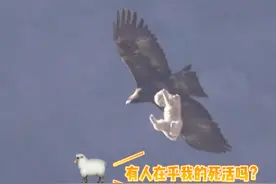 北京山区再现金雕抓羊！羊：震撼吗？拿命换的！#北京dou知道视频封面