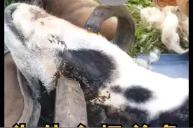 切掉羊角虽然很残忍，但却能拯救羊的生命 #有趣 #动物科普