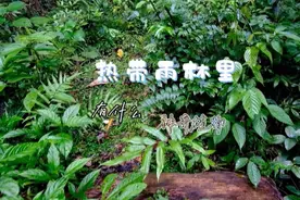 热带雨林里有什么神奇的植物。#热带雨林 #野生植物科普视频封面