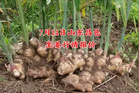 今日大姜价格不如昨天！2022年7月14日山东昌邑生姜价格行情视频封面