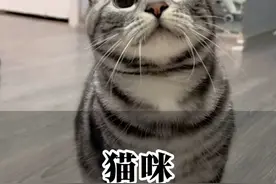 猫咪不同叫声代表不同含义。 #新手养猫 #猫语 #科学养宠攻略 #养猫经验分享