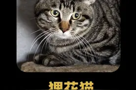 狸花猫：还得是老祖宗严选，狸花猫强的一批 #热点 #老祖宗 #狸花猫视频封面