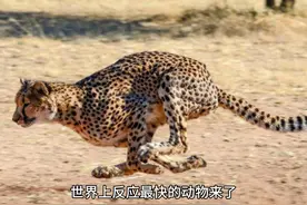 人们总说“猫的反应速度是猫的7倍”，究竟谁更快？看过你就知道视频封面