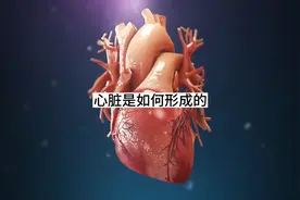 我一直很好奇心脏是如何形成的#心脏 #人体奥秘 #人体视频封面