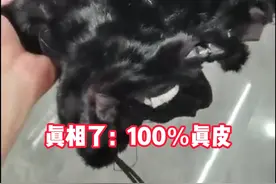“告诉大家一个事雕千万别拿洗衣机洗，洗了千万别烘干”别问为什么，这是一位东北大哥的血泪教训！#东北大哥水洗貂皮大衣后烘干 视频封面