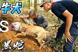 国外小伙带斗牛犬二狗上山，惊险一窝黑黄蛇#户外 #新农人计划视频封面