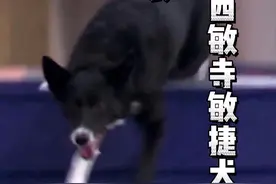 新一届冠军！2025西敏寺敏捷犬冠军出炉。 各组冠军已经出炉，大家先欣赏冠军风采，完整版比赛解说视频近期更新。#敏捷犬运动 #汪星人秀场 #抖音萌宠 #边牧 #喜乐蒂