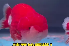 这是小蕊的故事，也是售后的底牌#兰寿金鱼 #羽子的兰寿 #原泰 #新手养鱼 #波妞