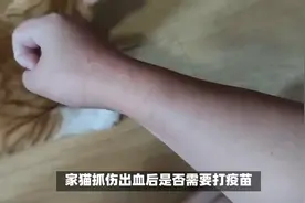 养猫知识：家猫抓了一下出了点血要打疫苗吗？多长时间打？视频封面