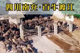 四川南充上百头牛横渡嘉陵江，罕见的自然生态奇观,场面非常壮观!##百牛渡江##嘉陵江##旅行推荐官视频封面