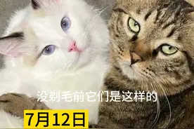 布偶剃毛后 原本亲近的狸花猫…… 网友：真正的心寒不是大吵大闹#记录猫咪日常#反骨猫 #内蒙古 #本地新闻 （视频来源：@弟弟与布布）视频封面