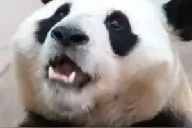 大熊猫“福宝”静养100余天后公开亮相 去年12月 “福宝”因出现抖动 被转移至非展区接受监护和针对性诊疗 目前 心率等指标恢复正常 展馆新增绿植视频封面