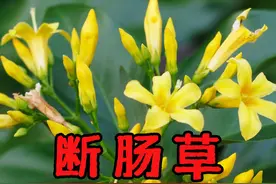 “养生汤”变“夺命汤”？这种植物一定不能吃！ 几乎每年都有人吃这种植物中毒！见了一定要躲得远远的。#断肠草 #有毒植物 #水果猎人杨晓洋 #科普 #知识分享视频封面