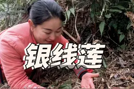 银线莲 银线莲学名斑叶兰，被誉为金线莲的兄弟#植物科普 #银线莲 斑叶兰视频封面