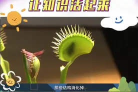 【#科学教育的正确打开方式  】捕蝇草是怎么“工作”的？要是长期没捕到虫类，捕蝇草会枯萎吗？戳视频了解捕蝇草的原理→#科学专家告诉你成长的答案  #科学教育让知识活起来视频封面