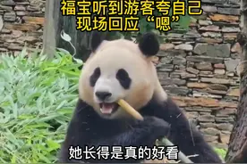 福宝听到游客夸自己，点头回应“嗯”，还高兴的表演翻跟头视频封面