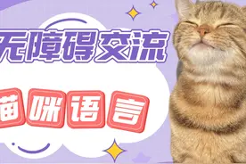 比熊少爷彻底黑化成邪恶摇粒绒，或将成为潘宏生命中的第六大天王视频封面