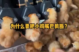 为什么要把小鸡嘴巴剪断？ #科普  #解压  #神奇动物 #冷知识  #断喙视频封面