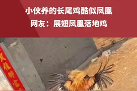 小伙养的长尾鸡酷似凤凰，网友：展翅凤凰落地鸡#宠物鸡 来源@萌宠宠物鸡视频封面