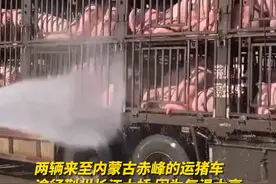 消防员说，他们赶到时，猪都趴在车厢里，皮肤泛红一动不动，严重的还有口吐白沫的#高温天气 视频封面