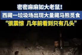密密麻麻如大老鼠！西藏一垃圾场出现大量藏马熊觅食！