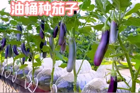 攒了10年的空油桶，终于派上大用处了，种的茄子吃不完！ #种菜视频封面