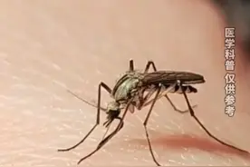 爱招蚊子的人和血型有关？蚊子喜欢体温高，体味重的人，“怪不得我老被咬 原来是出汗”。
