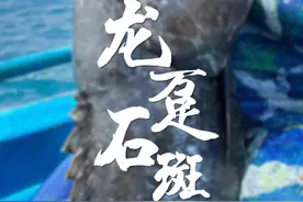 龙趸石斑鱼不仅仅是味蕾上的迸发，更有背后带来对人体有益的功效视频封面