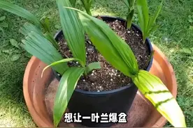 一叶兰爆盆的最佳方法？秘诀全在这里，从几个方面下手视频封面