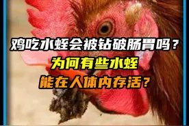 鸡吃水蛭，会被水蛭钻破肠胃吗？为何有些水蛭能在人体内存活？视频封面