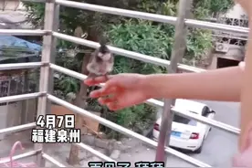 小鸟被放飞后，又飞了回来，陪伴自己的小主人。#人鸟情未了 #保护动物 视频封面