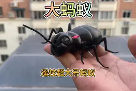 遥控器竟然可以控制超大号蚂蚁王 #蚂蚁 #昆虫玩具视频封面