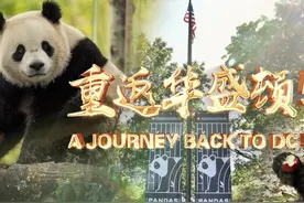 重返华盛顿！旅美大熊猫“宝力”“青宝”与美国公众见面视频封面