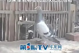 9月3日，北京。男子送去参加九三阅兵的和平鸽，最早的五分钟就已到家。男子：很荣幸能够参加这次纪念活动。（第1眼TV-华龙网原创采访报道）