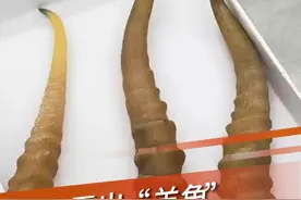 濒危...入境旅客携带羚羊角3根被查获！经鉴定属于《濒危野生动植物种国际贸易公约》(CITES)附录Ⅱ所列物种。#深圳  #海关 @抖音短视频 @DOU+小助手视频封面