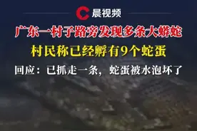 广东一村子路旁发现多条大蟒蛇，村民称还有9个蛇蛋，当地：已抓走一条，蛋被水泡坏了#蟒蛇 #媒体精选计划 #蛇视频封面