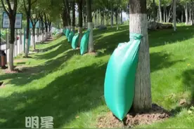 你知道夏天在树上挂着的袋子是干什么的吗？#储水袋 #行道树养护 #防旱滴灌袋视频封面