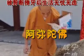 这是皈依佛门了！被寺庙收养的野山猪猪慈眉善，自由散步还会“磕头”！视频封面